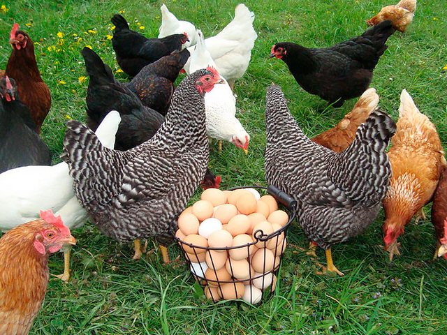 Содержание кур и уход за ними | ЗооТом - продажа, вязка и услуги для животных в Березовском