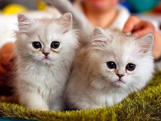 Породы кошек в Березовском | ЗооТом портал о животных