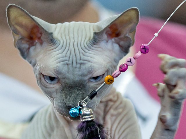 Выставки кошек в Березовском | ЗооТом портал о животных