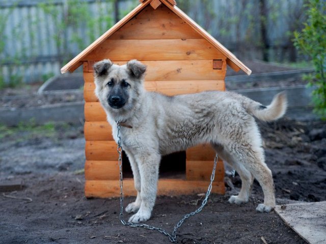 Все о собаках в Березовском Все о собаках в Березовском